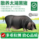 【散養(yǎng)太湖黑豬肉】無抗生素檢測現(xiàn)殺農(nóng)家土豬肉端午送禮年貨團(tuán)購 梅花肉片300g*4份