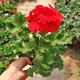 蝶之藝天竺葵盆栽花苗大花四季開(kāi)花不斷洋繡球苗室內陽(yáng)臺庭院好養花卉 天竺葵紅色  原土發(fā)貨
