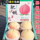 山東肥城桃子水蜜桃中華壽桃新鮮水果當季整箱脆甜毛桃大果禮盒 肥城水蜜桃【順豐快遞】 精選中果6枚裝【單果4兩】