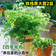 臨雅鐵線蕨盆栽密葉水培蕨類植物耐陰客廳室內(nèi)外垂吊好養(yǎng)活四季常綠植 大棵鐵線蕨大苗2盆+原土盆