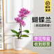 臨雅帶花帶盆丨蝴蝶蘭盆栽大花型客廳帶花苞年宵花卉開(kāi)業(yè)送禮真鮮花 玫紅色系-2花箭+白塑料盆+吊牌