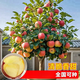 景郁春 JIRYUCUR蘋(píng)果樹(shù)苗盆栽地栽冰糖心蘋(píng)果苗矮化果樹(shù)蘋(píng)果樹(shù)苗2公分源頭直發(fā)