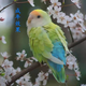 夢(mèng)茜兒（MEXEMINA）鸚鵡幼仔手養牡丹雛鳥(niǎo)親人幼鳥(niǎo)活體寵物鳥(niǎo)松石薰衣草紫伊莎紫羅蘭 蘋(píng)果綠澳桂(贈奶粉喂奶工具)