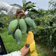 芒果苗樹(shù)嫁接廣西桂七芒果苗四季蜜芒金煌芒盆栽地栽南方果樹(shù)帶土 桂七芒果 兩年苗