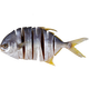 湛江特產(chǎn)金鯧魚(yú)干一夜埕金昌魚(yú)風(fēng)干黃特鯧咸魚(yú)金槍魚(yú)干海產(chǎn)品干貨 250-300g/條（5條裝）
