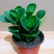 姜南豆瓣綠盆栽碧玉盆景花卉綠植辦公室內(nèi)吸除甲醛好養(yǎng)四季常青的植物 豆瓣綠1盆5—6顆（原盆原土）