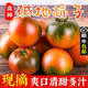 順豐丹東草莓柿子5斤西紅柿新鮮自然熟鐵皮柿子堿地生吃水果番茄 5斤 超值裝  順豐