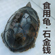 石金錢食用龜大龜活體10年南石煲湯食用草龜烏龜正宗純種可食用龜 食用石金錢 2斤重 /只（10年）