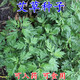 旺浦商貿艾葉靳艾草種子野生香艾草苗食用青團大葉艾蒿青蒿種籽四季驅蚊草 食用艾草種子半斤