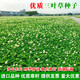鑫意進(jìn)口三葉草種子紅三葉白三葉種籽幸運草四季常青耐寒綠化草坪草籽 白三葉草種子凈子一斤