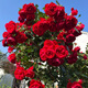 墨一藤本月季爬墻玫瑰薔薇庭院四季開花 弗羅倫蒂娜1.5-1.6M 源頭直發(fā)