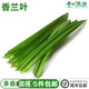 香蘭葉新鮮食用斑蘭葉班蘭葉蔬菜蛋糕芒果糯米飯500g千層糕斑斕葉 250g