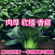 蘇州青種子黑葉矮腳青梗菜黑大頭上海青超甜脆好吃秋冬季農(nóng)家菜種 標(biāo)準(zhǔn) 剛到新種2包2240粒