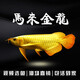 金龍魚活魚幼苗龍魚觀賞魚練手過背印尼辣椒血紅龍魚苗小高背龍魚 賽級金頭過背金龍 16-18cm【證書芯片齊全】