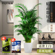 臨雅散尾葵盆栽辦公室內客廳高級大型落地好養綠植物1.4m含盆源頭直發(fā)
