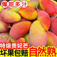 顧果鮮 海南貴妃芒果新鮮水果整箱當季熱帶正宗紅金龍甜心多汁芒果生鮮 5斤 小果【單果50-100g】