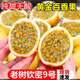 四叔公果蔬現(xiàn)摘?dú)J蜜9號(hào)黃金百香果特大果【順豐】一級(jí)純甜當(dāng)季孕婦新鮮水果5 特大果（90g+） 5斤