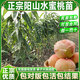 正宗無(wú)錫陽(yáng)山水蜜桃苗嫁接水蜜桃樹(shù)果苗地栽盆栽南方種植對版包活 正宗陽(yáng)山水蜜桃苗 1年苗(湖景蜜露)