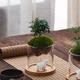 八芽趣味鮮活苔蘚微型景觀(guān)創(chuàng  )意室內桌面生態(tài)綠植盆栽盆景懶人好養植物 觀(guān)山達摩九里香-小白熊-含竹底托 帶玻璃杯