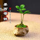 墨西哥鐵盆栽植物室內好養四葉草幸運草辦公室桌面綠植花卉小盆景 【文雅清新】四葉草+仿石盆+苔蘚