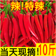 柏饞小米辣椒新鮮農(nóng)家自種小米椒特辣超辣薄皮土紅辣椒指天椒現(xiàn)摘 小米椒  5斤4.8斤