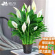 傣花白掌一帆風(fēng)順盆栽水培植物綠蘿籮花卉室內花綠植紅掌發(fā)財樹(shù)吸甲醛 【爆盆好貨】特級帶花白掌10-12株+原盆+營(yíng)養液 含盆