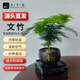 九千谷文竹盆栽綠植花卉室內(nèi)書房桌面懶人植物四季常青圓盆源頭直發(fā)