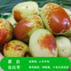 大棗樹(shù)苗特大紅棗樹(shù)苗棗樹(shù)活苗冬棗苗南北方種植果樹(shù)苗當年結果 金絲棗樹(shù)苗6年苗【當年結果】 4年棗樹(shù)苗明年結果
