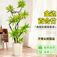 花財主金邊百合竹盆栽植物室內客廳落地綠植花卉盆景辦公室桌面好養綠植 金邊1.2-1.4米【子彈頭】 百合竹