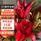 耘淘秋冬季室外耐寒百合花種球帶芽香水百合種球室內盆栽四季開(kāi)花花卉 紅百合3球+有機肥+營(yíng)養液