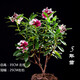 金瑞香盆栽老樁耐寒盆景四季常青年宵花卉大苗瑞香花名貴室內(nèi)植物 五年苗樹形優(yōu)美 不含盆