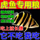 YEE虎魚(yú)飼料虎魚(yú)專(zhuān)用飼料魚(yú)食下沉型魚(yú)糧不渾水金銀龍招財貓地圖藍鯊 虎魚(yú)專(zhuān)用【5.0mm顆?！?310g 1罐 緩沉型