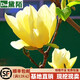 黛陌庭院地栽紫玉蘭樹(shù)苗玉蘭花苗木山玉蘭花苗廣玉蘭樹(shù)苗當年開(kāi)花 黃玉蘭 2公分粗當年開(kāi)花