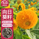 壽禾向日葵種子種苗中高桿家庭種植花卉籽 泰迪熊向日葵種子約100粒