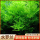共度（Gong Du）植物真草魚缸造景陰性蜈蚣草中后景綠植懶人魚草花草套餐 水羅蘭10-15支