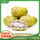 現摘諾麗果10斤鮮果海南諾麗果新鮮水果諾尼果稀有做酵素煮水燉湯 2斤 現摘現發(fā)