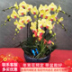 初卉（C·hui）【送貨上門(mén)】蝴蝶蘭盆栽帶花帶苞年宵花盆栽花卉真花喬遷全國配送 八支黃色（帶盆栽好）
