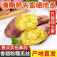 海南正宗橋頭地瓜【拒假貨】高端地瓜橋頭鎮(zhèn)發(fā)貨板栗紅薯富硒 精品果單果重2.5-7倆5斤官版普通 金黃