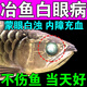 魚(yú)白眼病專(zhuān)用魚(yú)蒙眼腫脹充血凸眼睛發(fā)黃龍魚(yú)金魚(yú)錦鯉觀(guān)賞魚(yú)水霉病 買(mǎi)2送1【強效裝 當晚見(jiàn)效】發(fā)三盒
