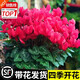 愛你一萬年仙客來盆栽花苗兔耳花四季開花耐寒好養(yǎng)大花陽臺室內(nèi)花卉蝶衣花 【花期帶花】紅色（仙客來）+肥料