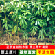 歐悟金絲楠木樹(shù)苗正宗庭院別墅稀有珍貴盆栽小葉楨楠赤楠金絲楠木大樹(shù) 1棵金絲楠木50-70cm高 假一賠三 含原土球