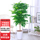 歐芽幸福樹大型盆栽 大樹樁小樹苗綠植物室內(nèi)客廳 80-90cm幸福樹 不含盆