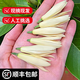 玉蘭花新鮮鮮花新鮮采摘黃角蘭白蘭花苞現摘直發(fā)順豐包郵黃果蘭花 買(mǎi)40朵送10朵更劃算順豐特快包郵 老板精挑細選