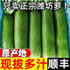 農(nóng)大姐妹【順豐】山東濰縣水果蘿卜 生吃濰坊蘿卜 水果青蘿卜 脆甜微辣 精選大果 9斤