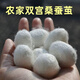 天然烘干完整帶蠶蛹桑蠶繭抽絲手工彩繪展示蠶繭殼桑蠶絲團扇蠶繭 【一斤】雙宮干蠶繭