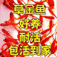 觀賞魚草金魚苗養(yǎng)不死金魚小魚活魚小寵物好養(yǎng)耐活養(yǎng)不死的小金魚 草金魚6條送備損 5-7厘米【好養(yǎng)耐活】