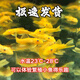 黃金大胡子魚大帆紅藍(lán)眼胡子24K胡子除藻工具魚清潔魚 黃金胡子3-4cm2條+1條備損