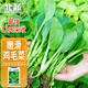 北蔬 雞毛菜種子種苗速生小青菜陽臺四季蔬菜種籽 全季雞毛菜種子30g