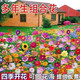 森韋睦野花組合花種子四季開花易種活多年生室外庭院種植百日草格?；ㄗ?多年生野花組合【四季開花】 一斤裝