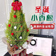 臨雅圣誕樹(shù)小香松盆栽桌面綠植擺件裝飾diy材料包節日氛圍感趣味禮物 圣誕小香松1加侖(約50-60cm)原盆